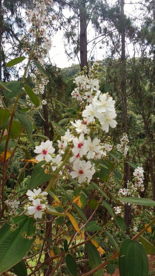 Sitio Cachoeirinha - Araguaia マレシャウ・フロリアノ エクステリア 写真