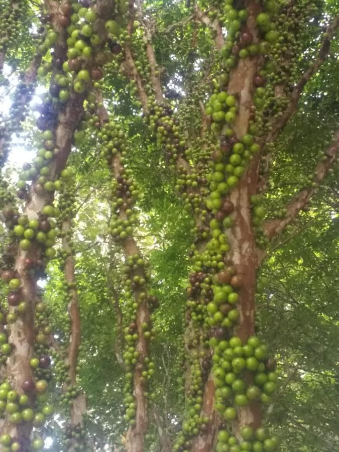 Sitio Cachoeirinha - Araguaia マレシャウ・フロリアノ エクステリア 写真